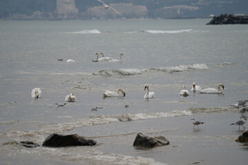 swans birds and seagulls in Black sea at Varna - BG © Miralem