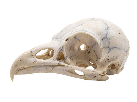Detailed bird skull specimen isolated on transparent background Cutout PNG