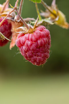 Close up of a ripe red raspberry hanging from a green stem in a sunny garden during summer time