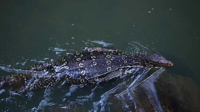 An incredible close-up of a wild iguana swimming in a tropical river in the middle of the jungle.