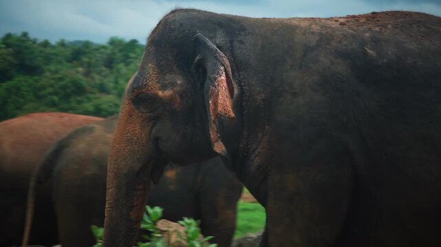 Amazing closeup of herd of wild asian elephants. Perfect for any use.
