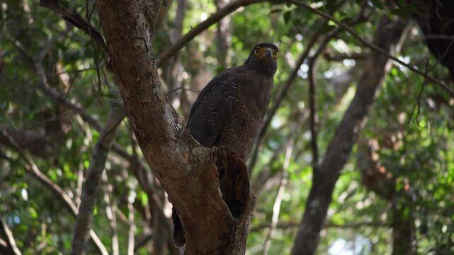 An incredible close-up of a wild Spilornis cheela, or Crested Serpent Eagle, perched on the branches of a shrub in the tropical forest. 