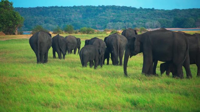 Amazing closeup of herd of wild asian elephants at sunset. 