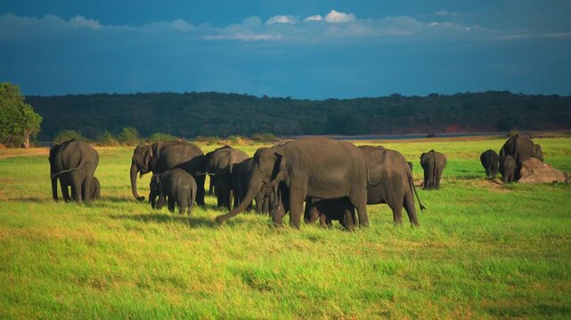 Amazing closeup of herd of wild asian elephants at sunset. 