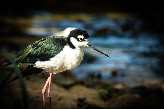 Black-necked stilt standing on the muddy bank of a shallow pond in a natural wetland habitat
