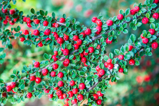 Branches of cotoneaster filled with bright red berries and small green leaves in close-up view.