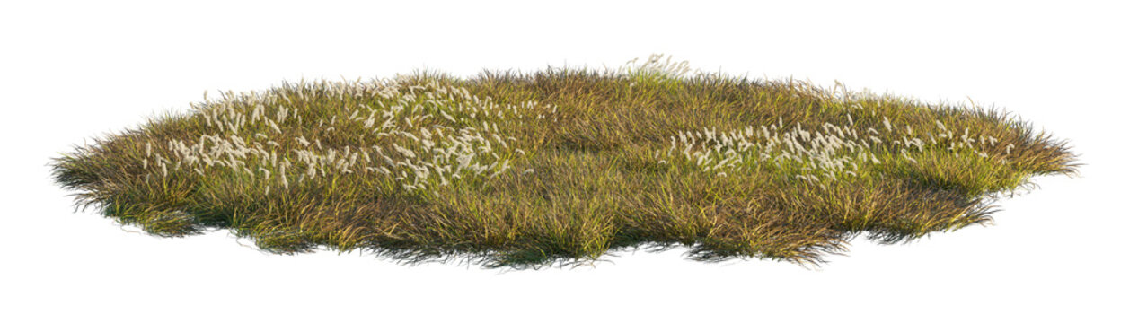 imperata cylindrica clump (cogongrass, japanese blood grass) isolated png on a transparent background premium nature cutout