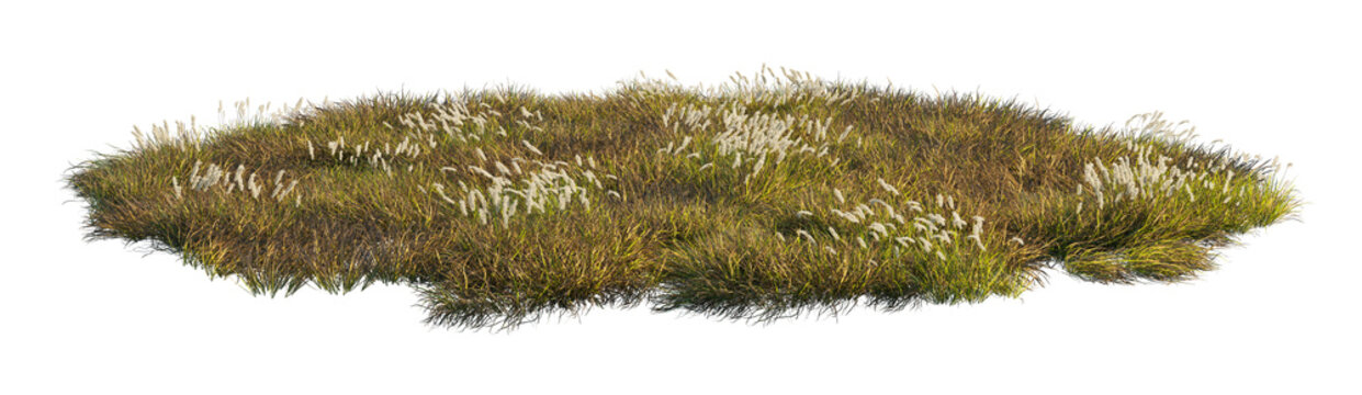 imperata cylindrica clump (cogongrass, japanese blood grass) isolated png on a transparent background premium nature cutout