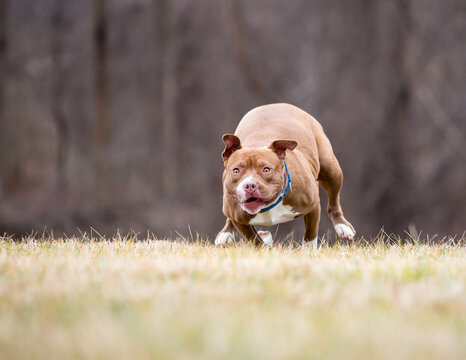 A Pit Bull Terrier mixed breed dog running outdoors
