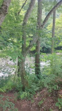 Vertical shot of a beautiful mountain stream flowing through a lush green forest, capturing fresh nature and serenity.