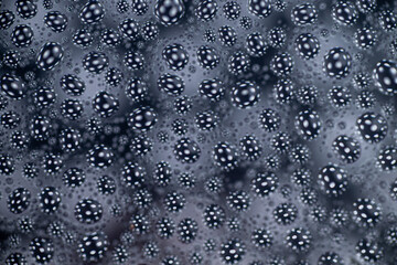 Close up of Black and White Abstract Water Drops on Glass Background © Anna Hoychuk