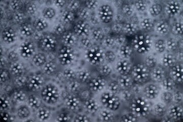 Close up of Black and White Abstract Water Drops on Glass Background © Anna Hoychuk