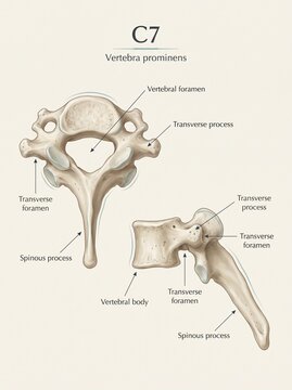 Detailed Anatomical Illustration of the Seventh Cervical Vertebra Showing Superior and Lateral Structural Perspectives