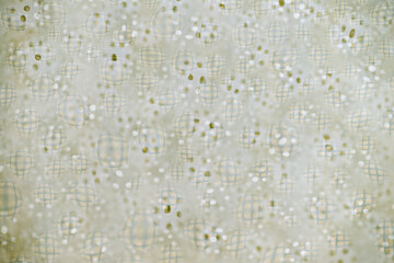 Close up of Black and White Abstract Water Drops on Glass Background © Anna Hoychuk