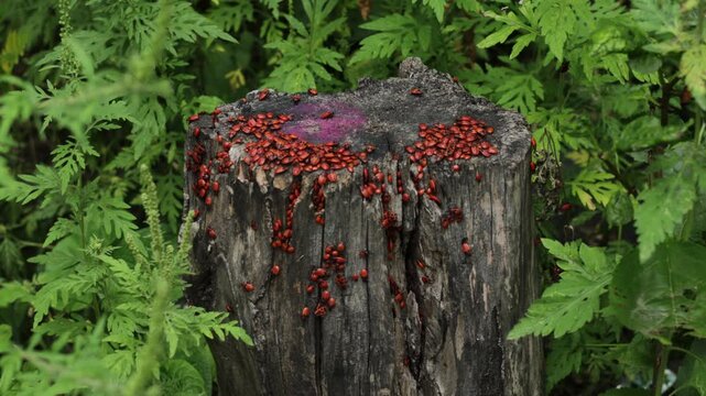 A large group of red-and-black firebugs gathered on the textured surface of an old tree stump in a natural environment. Detailed close-up of insects showcasing wildlife, biodiversity, and fascinating 