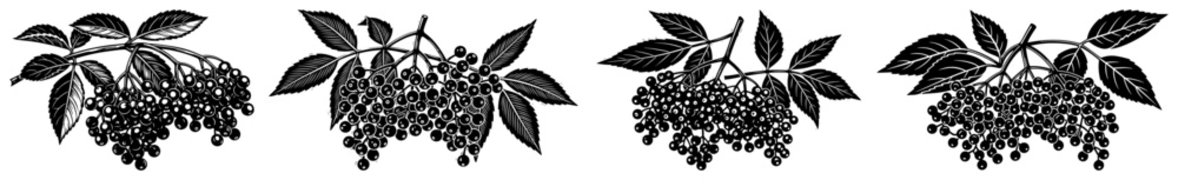 Elderberry branches with ripe berry clusters set, black elder botanical vector illustration
