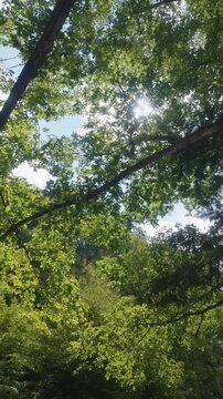 Vertical low angle shot looking up at bright sunbeams and blue sky through lush green forest trees, symbolizing hope and fresh nature.