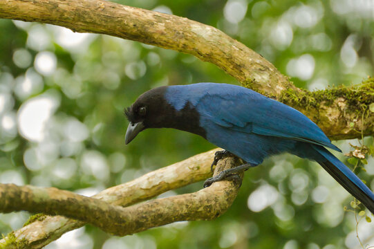 Imagem de gralha azul pousada num galho