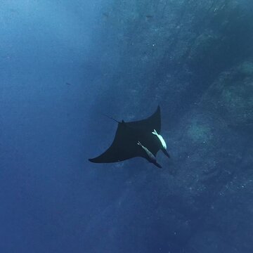 Melanistic Giant Oceanic Manta Ray Swimming at Socorro Island Mexico