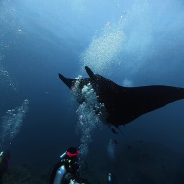 Black Giant Oceanic Manta Ray Swimming with Divers at Socorro Island