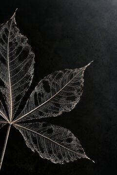 Skeletonized Horse Chestnut Leaves on Deep Black Background
