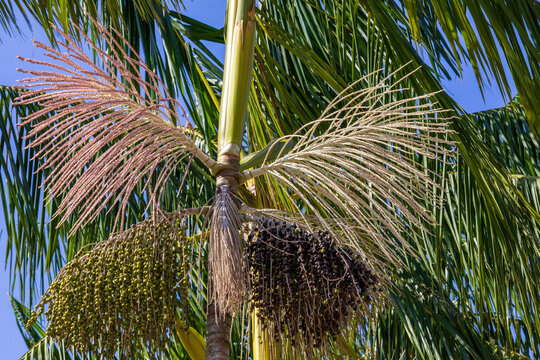 Native Amazonian acai palm tree displaying branching and heavy clusters of green and dark berries in its natural habitat beneath a clear blue sky