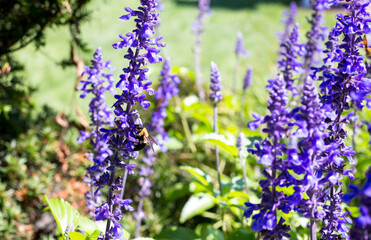 Obraz premium An Eastern Carpenter Bee perched on Mealy Blue Sage blooms