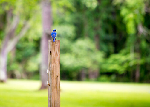 A male Eastern Bluebird perched on a post