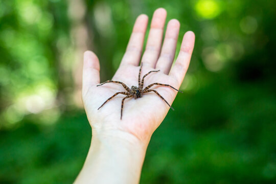 A large Fishing Spider in the palm of a person's hand