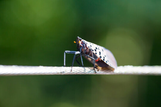 An invasive Spotted Lanternfly perched on a wire