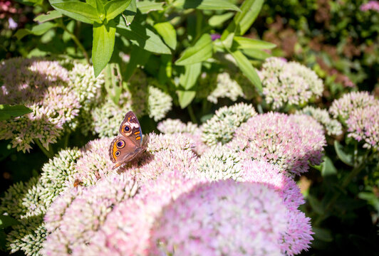 A Common Buckeye butterfly perched on blooming Showy Stonecrop