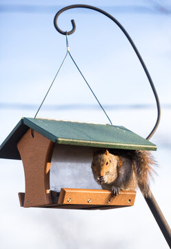 An Eastern Gray Squirrel eating at a bird feeder