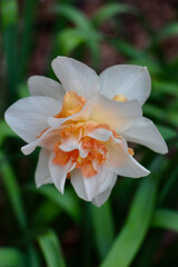 Fototapeta premium Orange and White Double daffodil