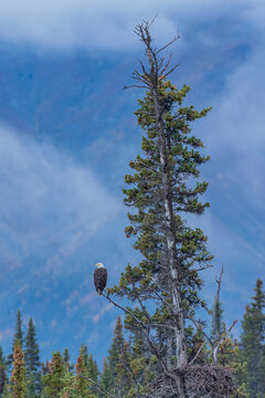 Bald Eagle perched in evergreen tree above nest in forest near misty mountains