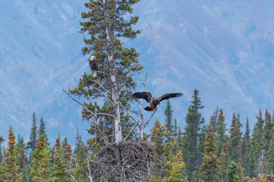 Bald eagle watching juvenile bald eagle land in tree with forest and mountains in background
