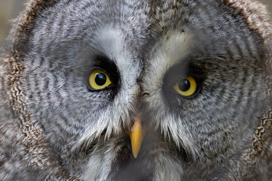  Owl looking deeply close up 
