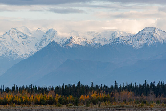 Trees with yellow fall colors in front of snow capped mountain range 