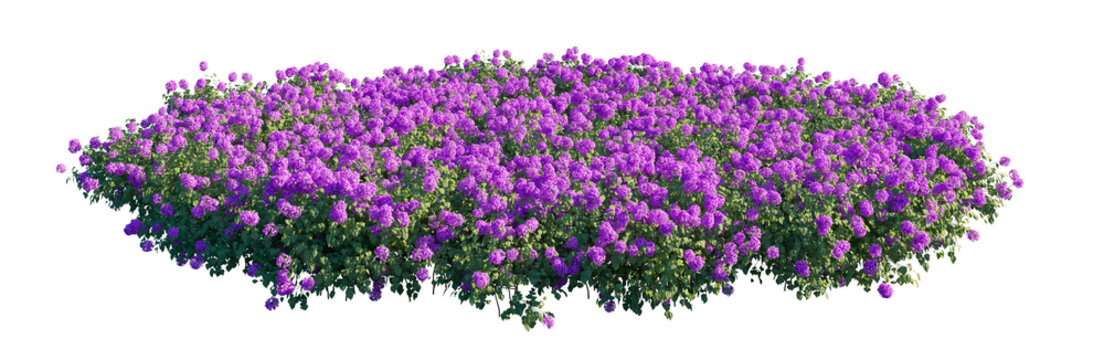 hydrangea incrediball clump (hydrangea arborescens 'incrediball', smooth hydrangea) isolated PNG on a transparent background premium nature cutout