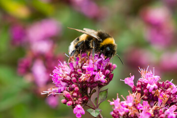 Bumblebee, Bombus terrestris, foraging on pink wild marjoram flowers, feeding on nectar in a sunny garden setting, macro view © whitcomberd