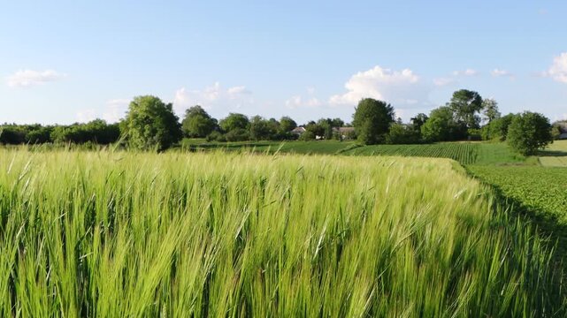 Green wheat field blowing in the wind against blue sky with clouds in summer countryside