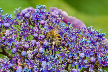 Honeybee foraging on purple lacecap hydrangea flower, Apis mellifera collecting nectar and pollen among vibrant blue fertile florets and unopened buds © whitcomberd