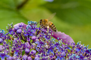 Western honeybee, Apis mellifera, collecting pollen on purple lacecap hydrangea flowers in a garden, close-up macro view © whitcomberd