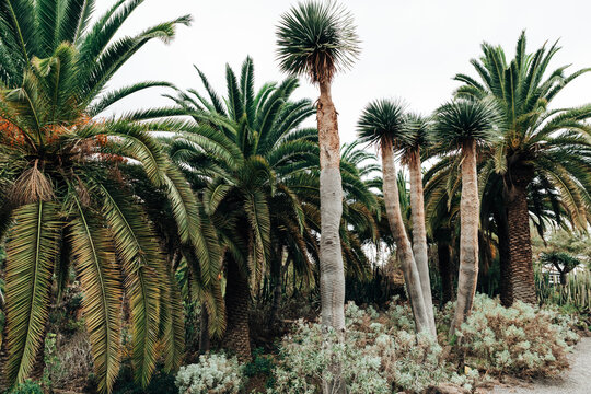 Young dragon trees with palms around it.