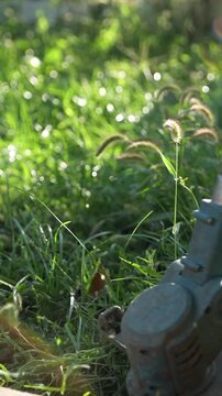 Close-up shot of a handheld electric grass trimmer cutting overgrown grass during sunny weather