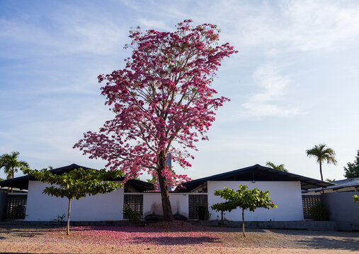 Vertical shot of a beautiful pink ipe tree in Brazil, coloring the ground with its fallen petals in the Amazon Rainforest