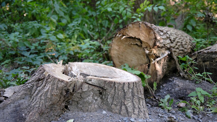 Obraz premium Souche en forêt. Troncs d'un arbre abattu. Souche d'arbre coupé en forêt. Le concept de déforestation. Foresterie.