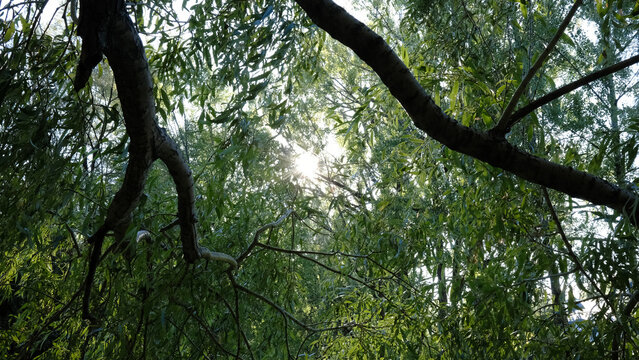 La lumi&egrave;re du soleil traversant les branches d'un saule en for&ecirc;t. Un soleil dans la for&ecirc;t.