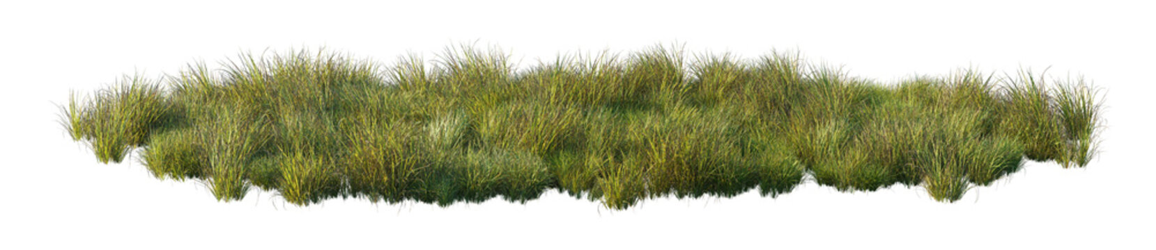 carex obnupta grass clump (slough sedge, pacific sedge) isolated PNG on a transparent background premium nature cutout
