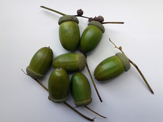 Green Acorns with Stems on White Background. Seven oak nuts in a hard green shell. Close-up. Horizontal photo. © Gebbi Mur