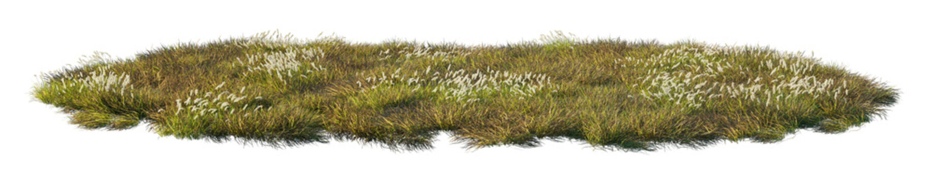 imperata cylindrica clump (cogongrass, japanese blood grass) isolated png on a transparent background premium nature cutout